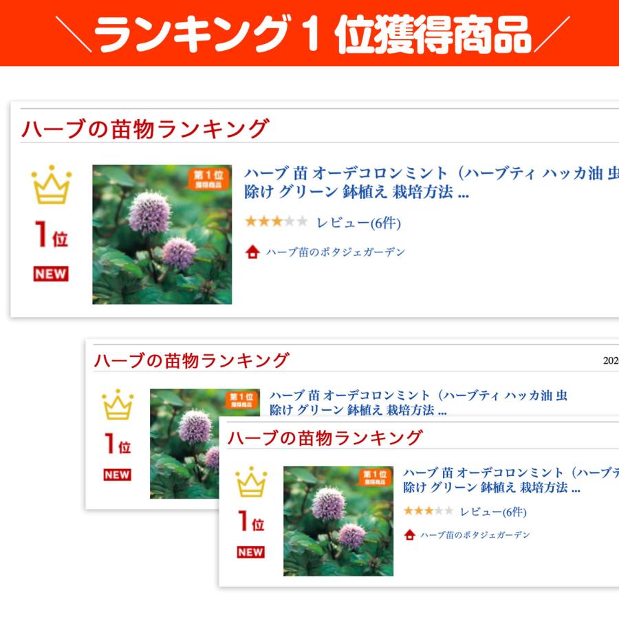 ハーブ 苗 オーデコロンミント（虫除け 種類 栽培 ハーブティー  ハーブガーデン ミントオイル 育て方 苗木 果樹 栽培キット 栽培セット） |  | 01