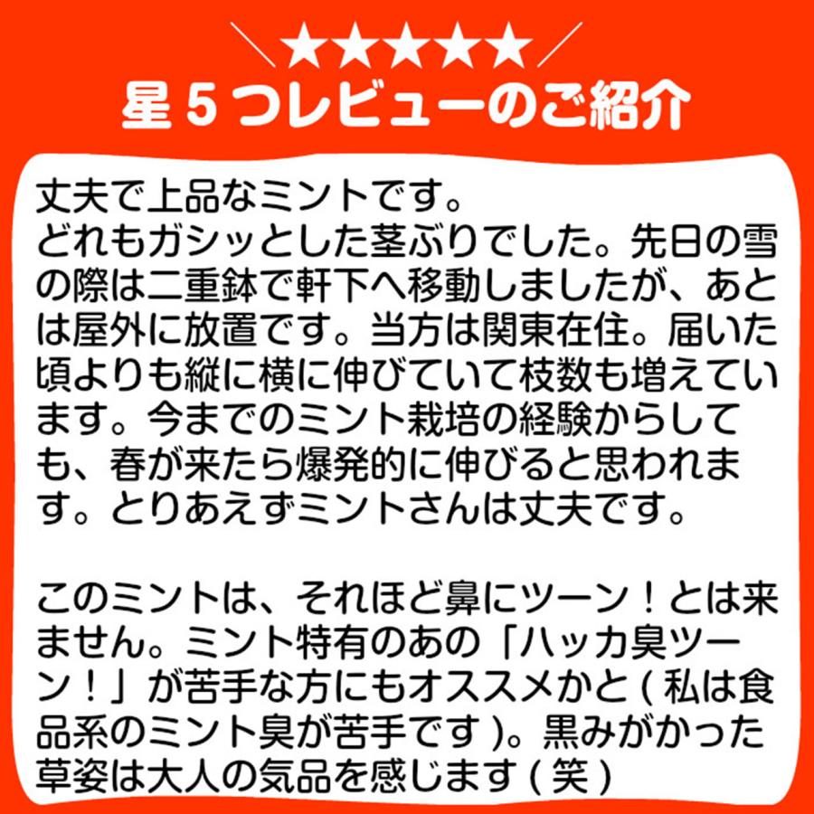 ハーブ 苗 オーデコロンミント（虫除け 種類 栽培 ハーブティー  ハーブガーデン ミントオイル 育て方 苗木 果樹 栽培キット 栽培セット） |  | 04