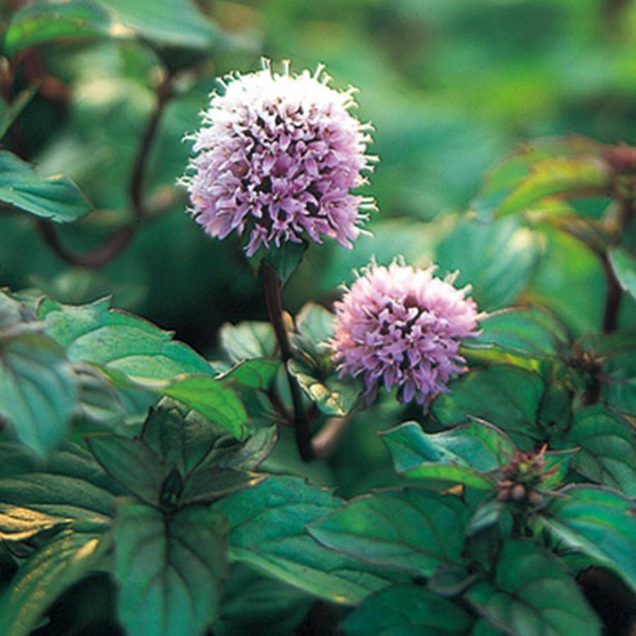 ハーブ 苗 オーデコロンミント（虫除け 種類 栽培 ハーブティー  ハーブガーデン ミントオイル 育て方 苗木 果樹 栽培キット 栽培セット） |  | 05