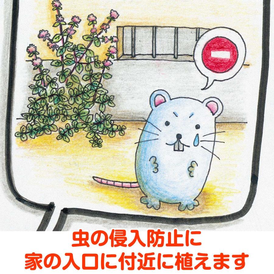 ハーブ 苗 オーデコロンミント（虫除け 種類 栽培 ハーブティー  ハーブガーデン ミントオイル 育て方 苗木 果樹 栽培キット 栽培セット） |  | 06