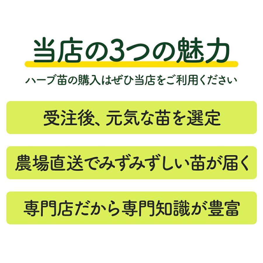 ハーブ 苗 オーデコロンミント 虫除け 種類 栽培 ハーブティー ハーブガーデン ミントオイル 育て方 苗木 果樹 栽培キット 栽培セット Mint Eaud ハーブ苗のポタジェガーデン 通販 Yahoo ショッピング