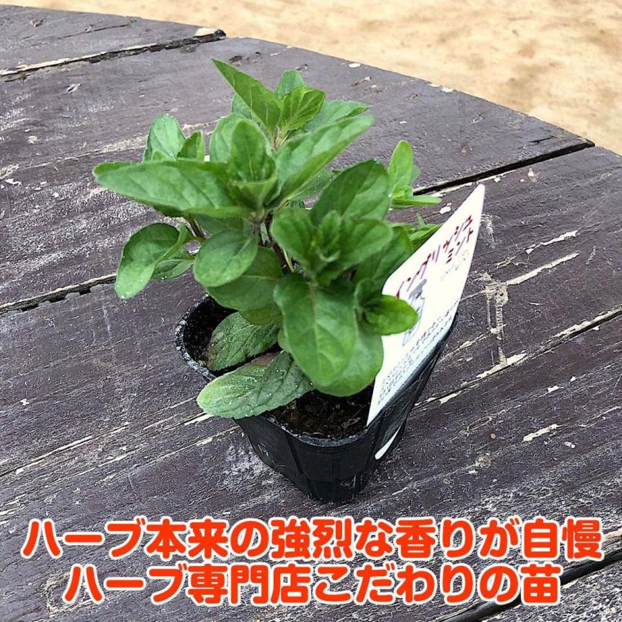 ハーブ 苗 イングリッシュミント 種類 栽培 ハーブティー ハーブガーデン ミントオイル 育て方 苗木 果樹 栽培キット 栽培セット Mint English ハーブ苗のポタジェガーデン 通販 Yahoo ショッピング