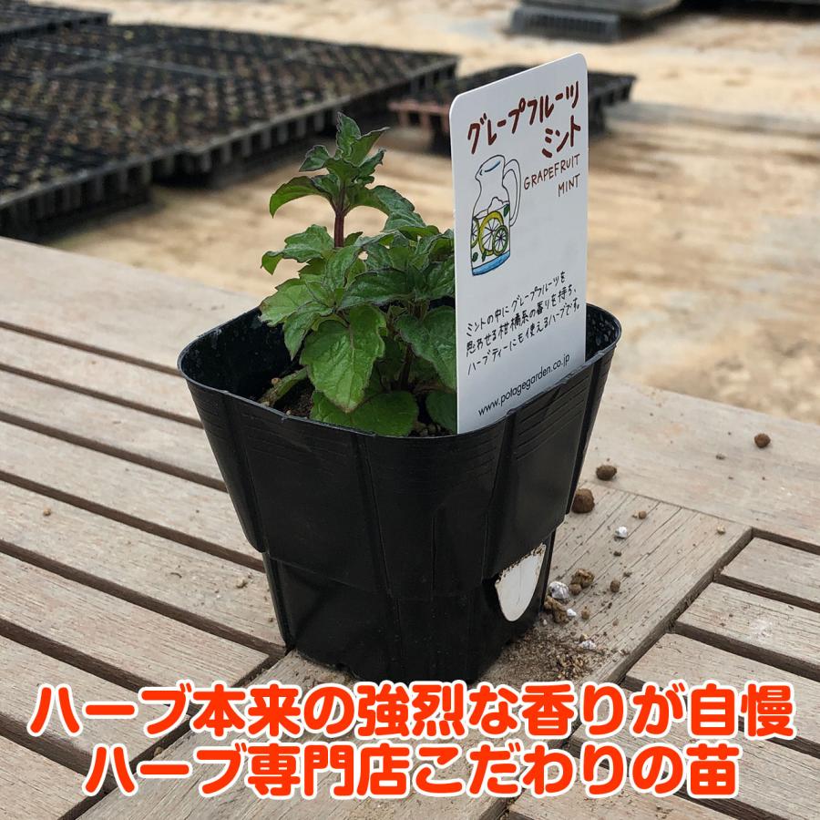ハーブ 苗 グレープフルーツミント 種類 栽培 ハーブティー ハーブガーデン ミントオイル 育て方 苗木 果樹 栽培キット 栽培セット Mint Grape ハーブ苗のポタジェガーデン 通販 Yahoo ショッピング