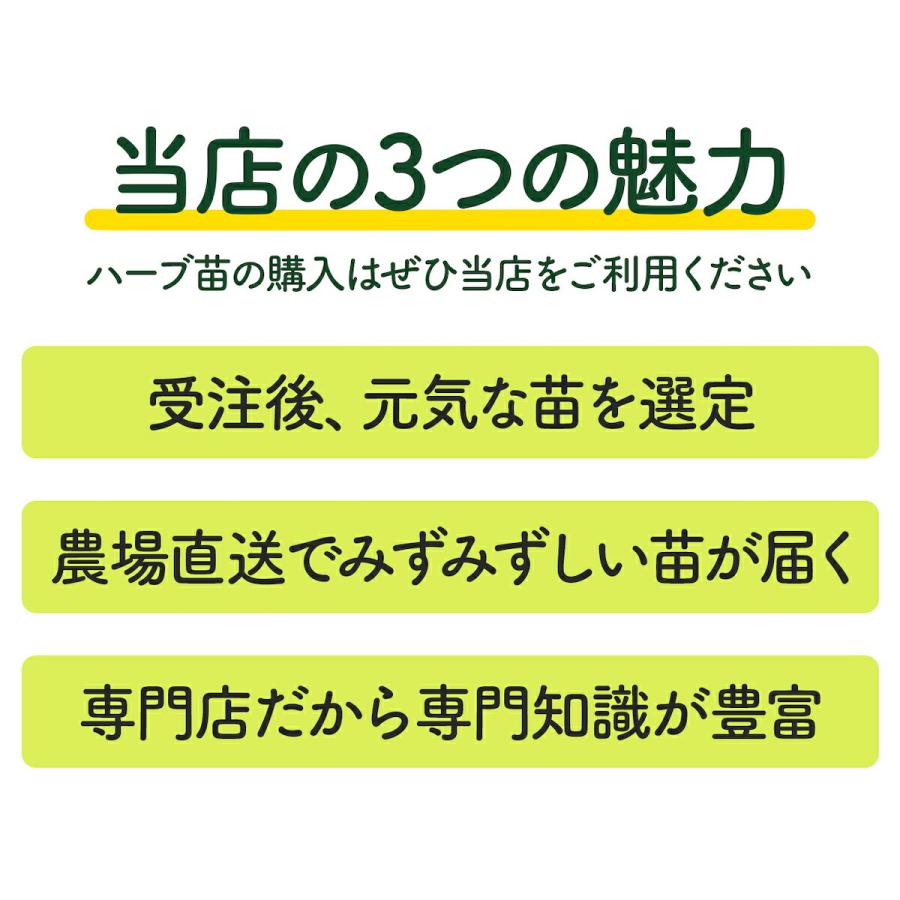 ハーブ 苗 グレープフルーツミント 種類 栽培 ハーブティー ハーブガーデン ミントオイル 育て方 苗木 果樹 栽培キット 栽培セット Mint Grape ハーブ苗のポタジェガーデン 通販 Yahoo ショッピング