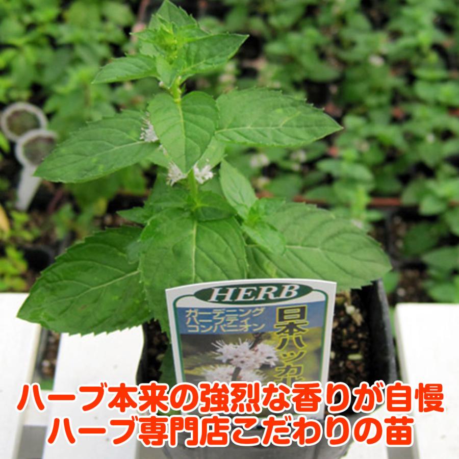ハーブ 苗 ニホンハッカ ノースミント 種類 栽培 ハーブティー ハーブガーデン ミントオイル 育て方 苗木 果樹 栽培キット 栽培セット Mint Hakka ハーブ苗のポタジェガーデン 通販 Yahoo ショッピング