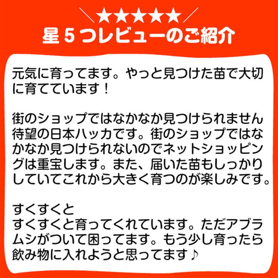 ハーブ 苗 ニホンハッカ ノースミント 種類 栽培 ハーブティー ハーブガーデン ミントオイル 育て方 苗木 果樹 栽培キット 栽培セット Mint Hakka ハーブ苗のポタジェガーデン 通販 Yahoo ショッピング