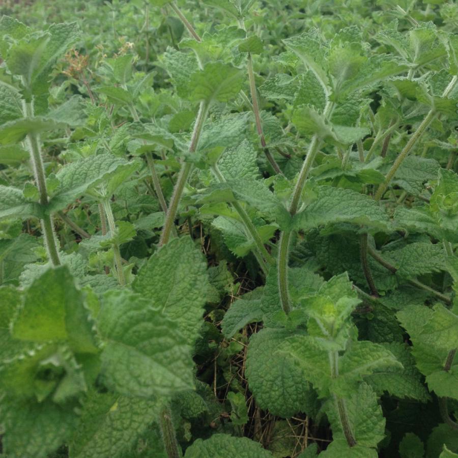 ハーブ 苗 ホールズミント 種類 栽培 ハーブティー ハーブガーデン ミントオイル 育て方 苗木 果樹 栽培キット 栽培セット Mint Holes ハーブ苗のポタジェガーデン 通販 Yahoo ショッピング