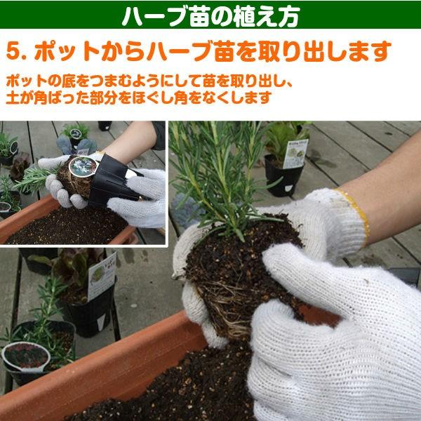 ハーブ 苗 モロッコミント ミントティー 種類 栽培 ハーブガーデン ミントオイル 育て方 苗木 果樹 栽培キット 栽培セット Mint Morocco ハーブ苗のポタジェガーデン 通販 Yahoo ショッピング