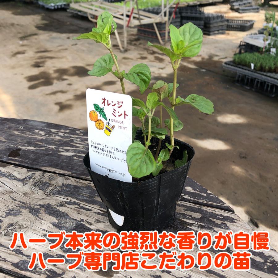 ハーブ 苗 オレンジミント（種類 栽培 ハーブティー ハーブガーデン
