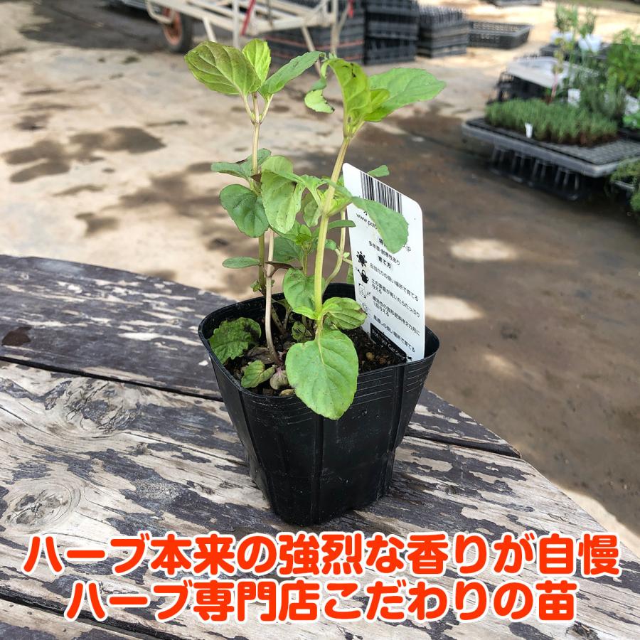 ハーブ 苗 オレンジミント（種類 栽培 ハーブティー ハーブガーデン