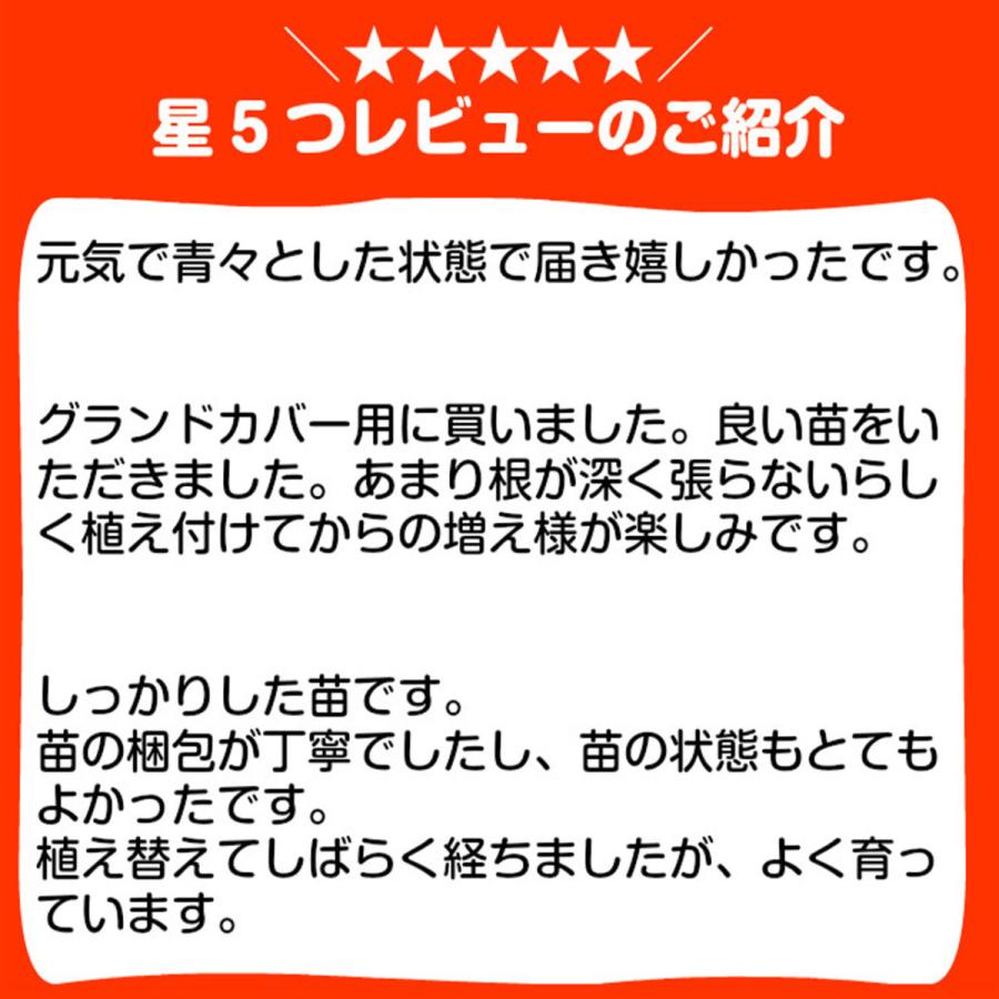 ハーブ 苗 ペニーロイヤルミント 虫除け 種類 栽培 ハーブティー ハーブガーデン ミントオイル 育て方 苗木 栽培キット 栽培セット Mint Penny ハーブ苗のポタジェガーデン 通販 Yahoo ショッピング