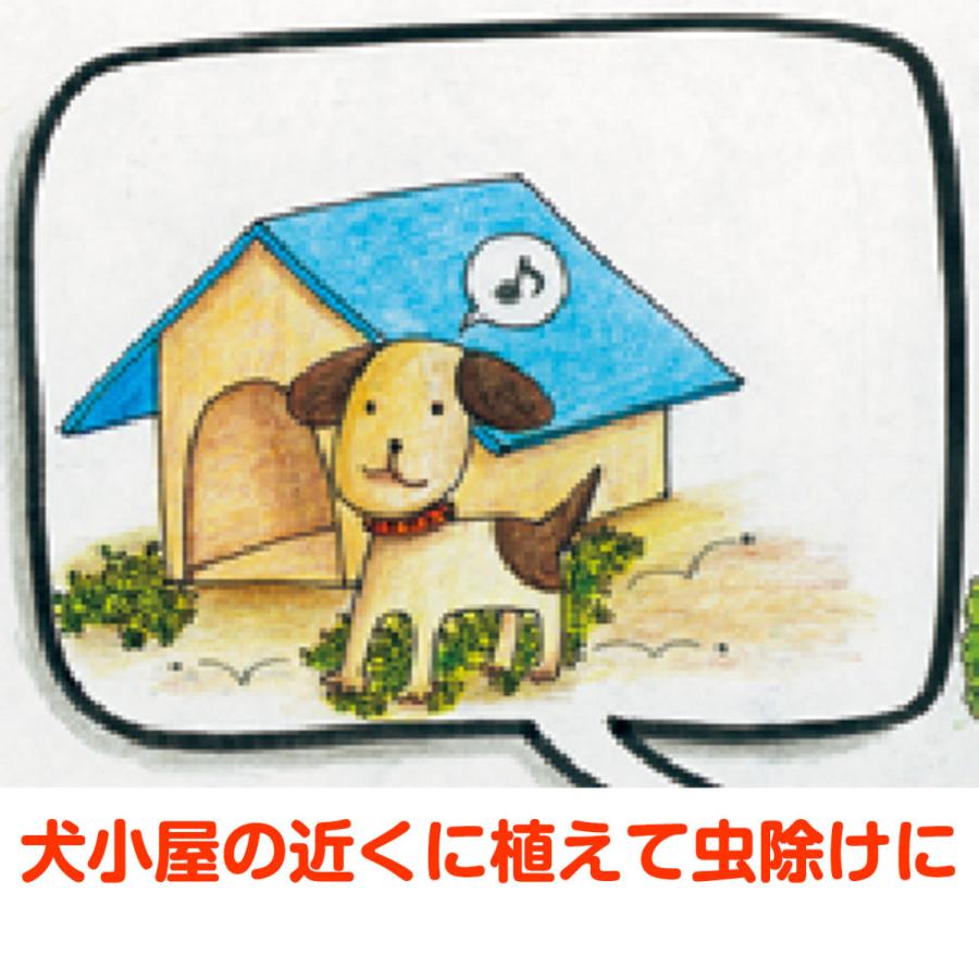 ハーブ 苗 ペニーロイヤルミント 虫除け 種類 栽培 ハーブティー ハーブガーデン ミントオイル 育て方 苗木 栽培キット 栽培セット Mint Penny ハーブ苗のポタジェガーデン 通販 Yahoo ショッピング