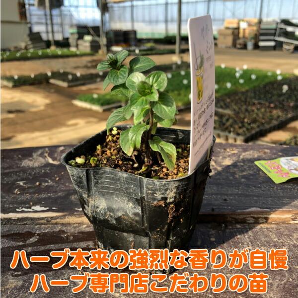 ハーブ 苗 セット ペパーミント 10個（種類 栽培 ハーブティー ハーブガーデン 花 ガーデニング 苗木 栽培キット 送料無料） |  | 01