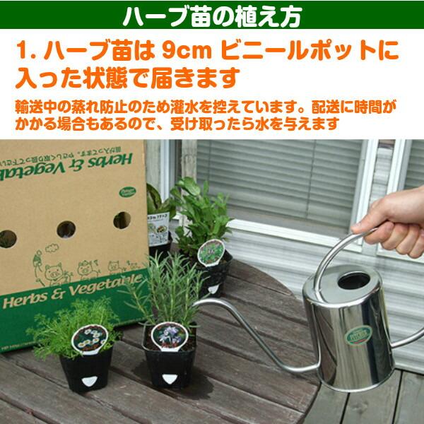 ハーブ 苗 セット ペパーミント 10個（種類 栽培 ハーブティー ハーブガーデン 花 ガーデニング 苗木 栽培キット 送料無料） |  | 09