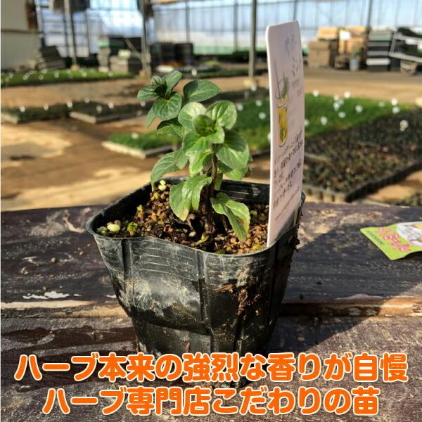 ハーブ 苗 セット ペパーミント 15個 種類 栽培 ハーブティー ハーブガーデン 花 ガーデニング 苗木 栽培キット 送料無料 Mint Pepper15 ハーブ苗のポタジェガーデン 通販 Yahoo ショッピング