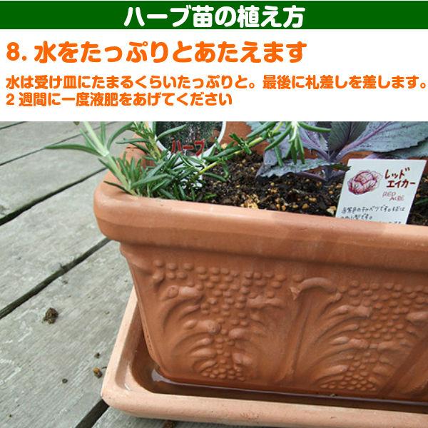 ハーブ 苗 セット ペパーミント 30個（種類 栽培 ハーブティー ハーブガーデン 花 ガーデニング 苗木 栽培キット 送料無料） |  | 16