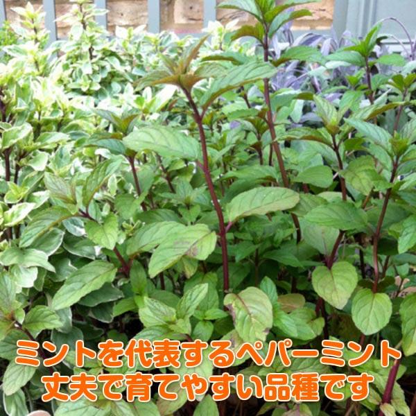 ハーブ 苗 セット ペパーミント 30個（種類 栽培 ハーブティー ハーブガーデン 花 ガーデニング 苗木 栽培キット 送料無料） |  | 02
