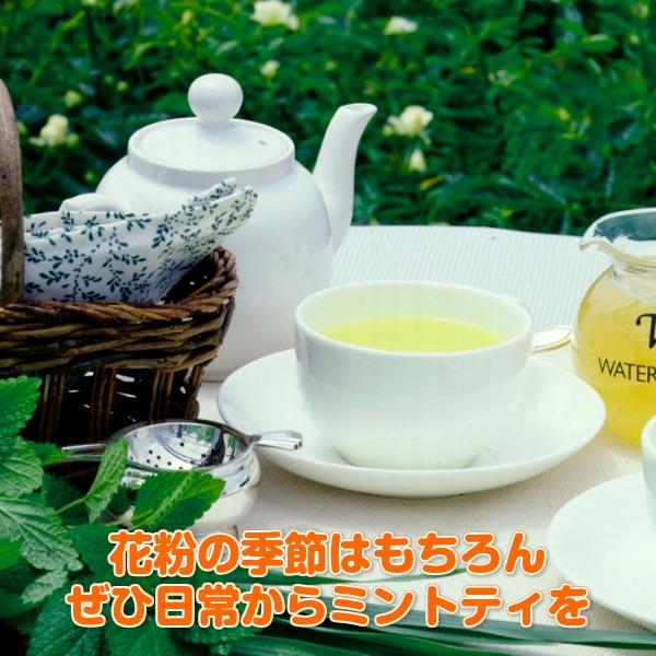 ハーブ 苗 セット ペパーミント 30個（種類 栽培 ハーブティー ハーブガーデン 花 ガーデニング 苗木 栽培キット 送料無料） |  | 04