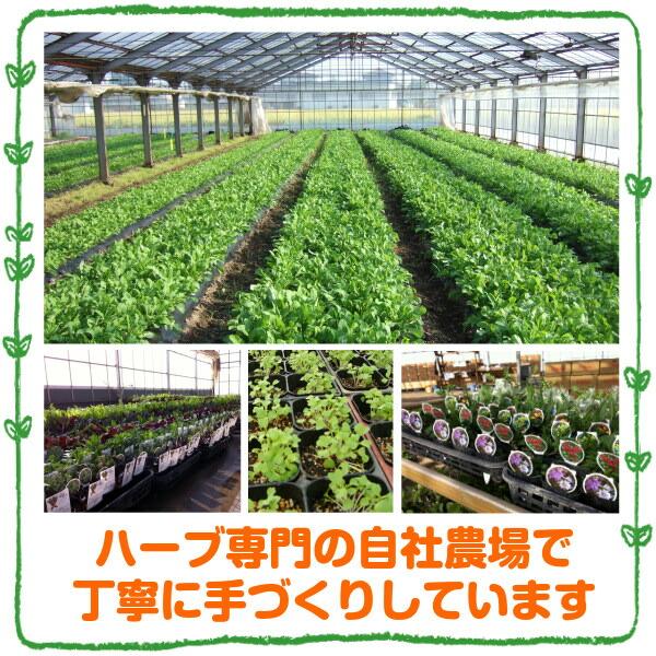 ハーブ 苗 セット ペパーミント 30個（種類 栽培 ハーブティー ハーブガーデン 花 ガーデニング 苗木 栽培キット 送料無料） |  | 05