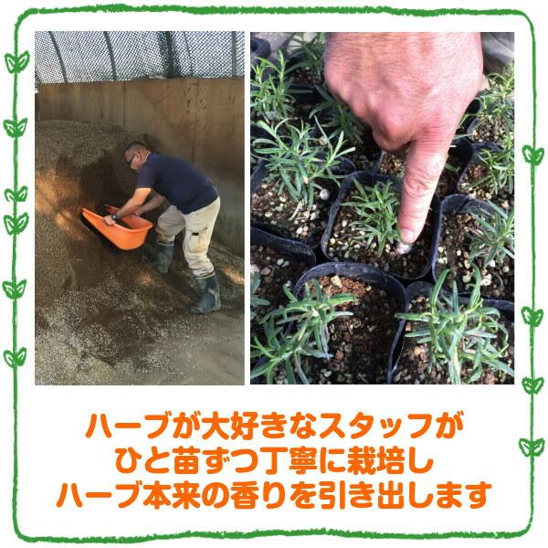ハーブ 苗 セット ペパーミント 30個（種類 栽培 ハーブティー ハーブガーデン 花 ガーデニング 苗木 栽培キット 送料無料） |  | 06
