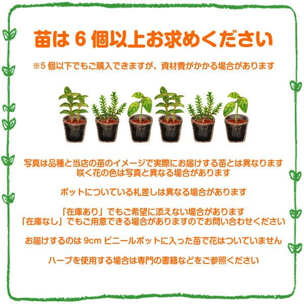 ハーブ 苗 セット ペパーミント 30個（種類 栽培 ハーブティー ハーブガーデン 花 ガーデニング 苗木 栽培キット 送料無料） |  | 07