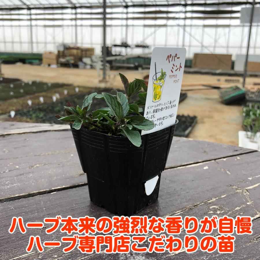 ハーブ 苗 セット ペパーミント5個 種類 栽培 ハーブティー ハーブガーデン ミントオイル 育て方 苗木 果樹 栽培キット 栽培セット Mint Pepper5 ハーブ苗のポタジェガーデン 通販 Yahoo ショッピング