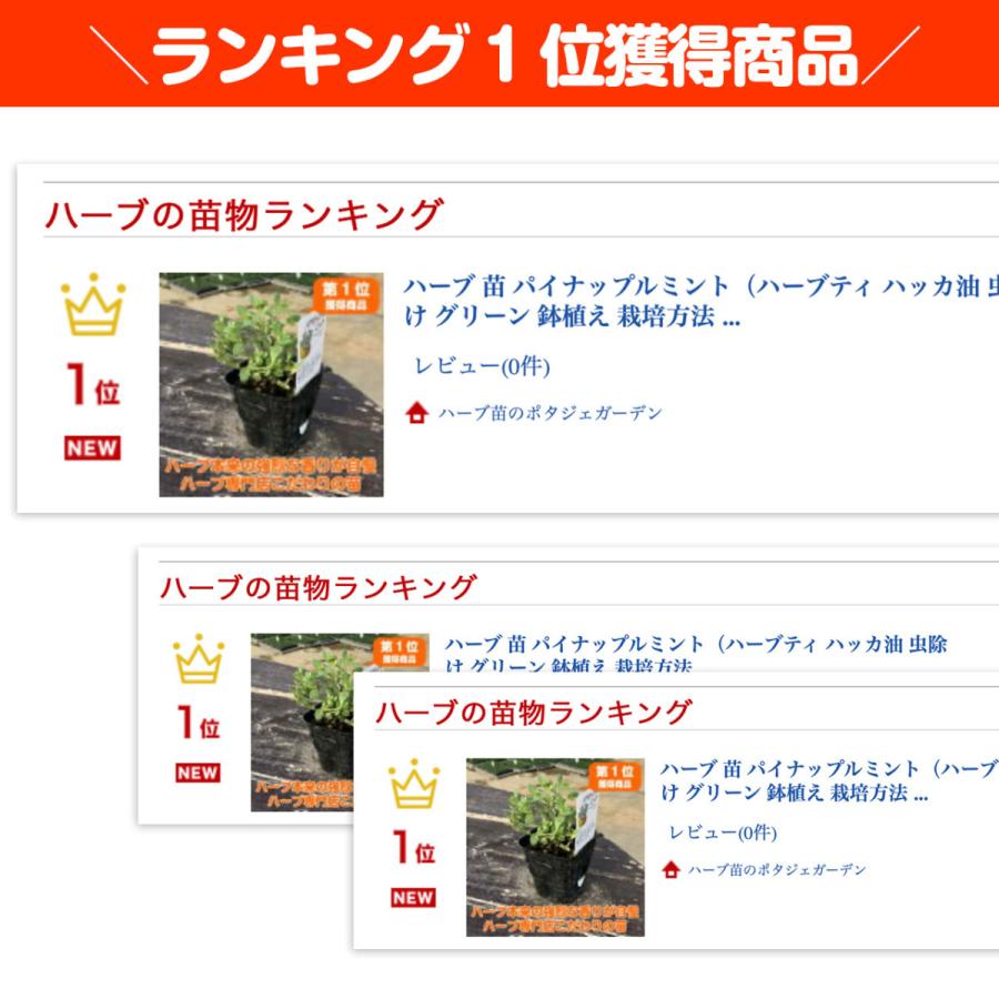 ハーブ 苗 パイナップルミント 種類 栽培 ハーブティー ハーブガーデン ミントオイル 育て方 苗木 果樹 栽培キット 栽培セット Mint Pine ハーブ苗のポタジェガーデン 通販 Yahoo ショッピング