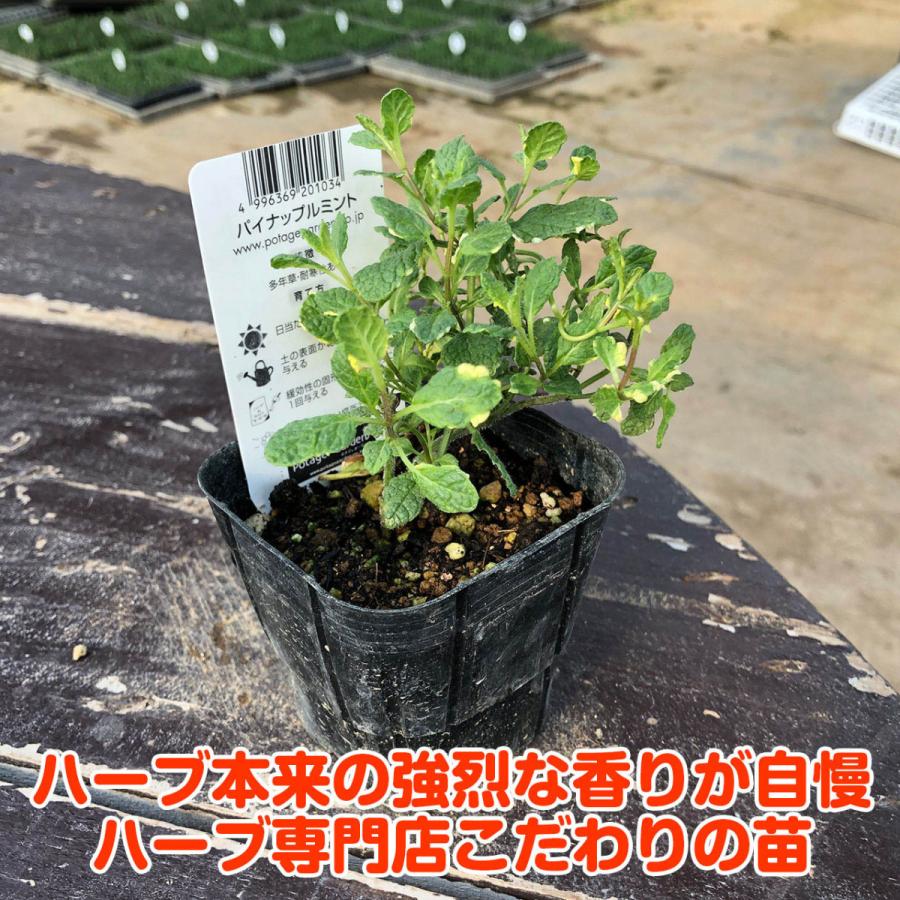 ハーブ 苗 パイナップルミント 種類 栽培 ハーブティー ハーブガーデン ミントオイル 育て方 苗木 果樹 栽培キット 栽培セット Mint Pine ハーブ苗のポタジェガーデン 通販 Yahoo ショッピング