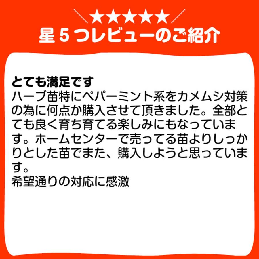 ハーブ 苗 パイナップルミント（種類 栽培 ハーブティー ハーブガーデン ミントオイル 育て方 苗木 果樹 栽培キット 栽培セット） |  | 04