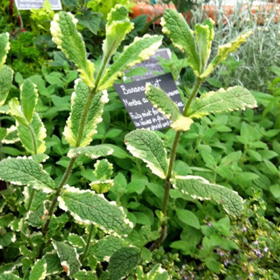 ハーブ 苗 パイナップルミント（種類 栽培 ハーブティー ハーブガーデン ミントオイル 育て方 苗木 果樹 栽培キット 栽培セット） |  | 05