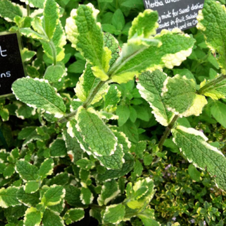 ハーブ 苗 パイナップルミント 種類 栽培 ハーブティー ハーブガーデン ミントオイル 育て方 苗木 果樹 栽培キット 栽培セット Mint Pine ハーブ苗のポタジェガーデン 通販 Yahoo ショッピング