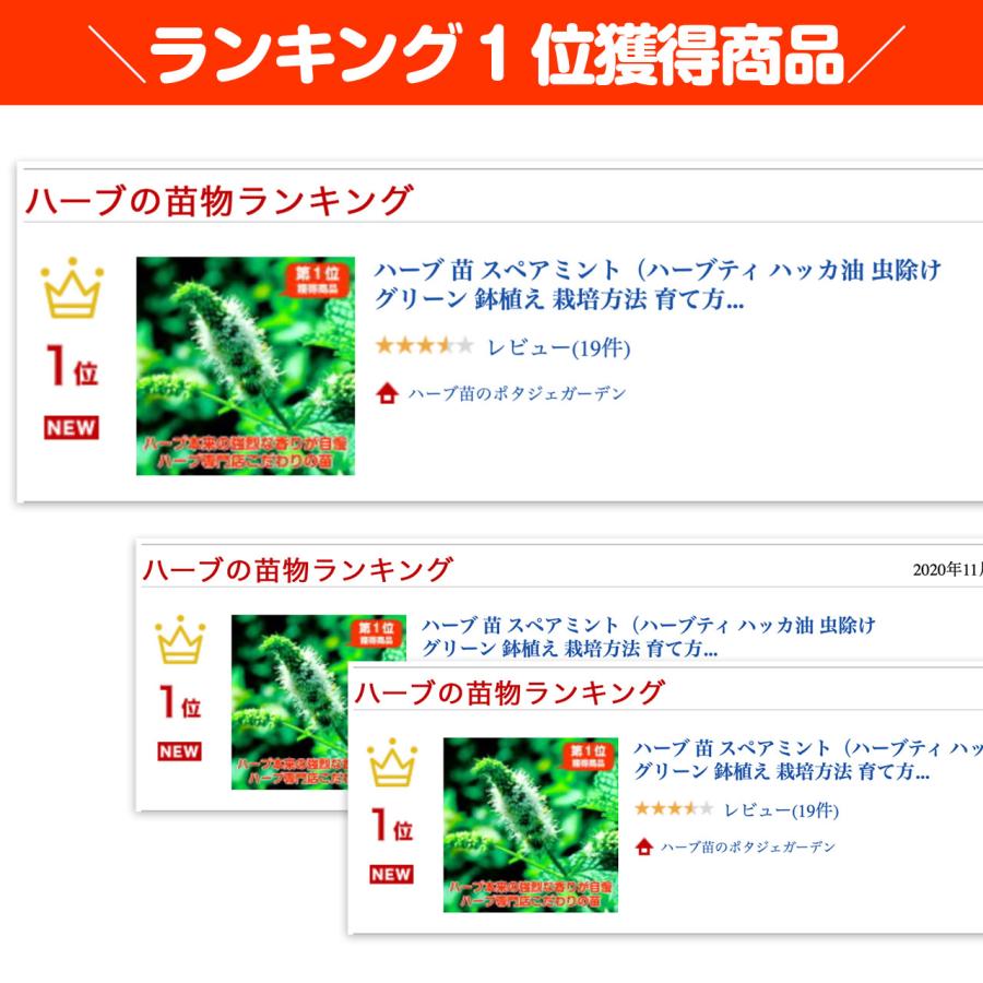 ハーブ 苗 スペアミント（種類 栽培 ハーブティー ハーブガーデン