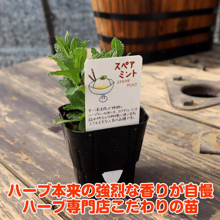 ハーブ 苗 スペアミント（種類 栽培 ハーブティー ハーブガーデン