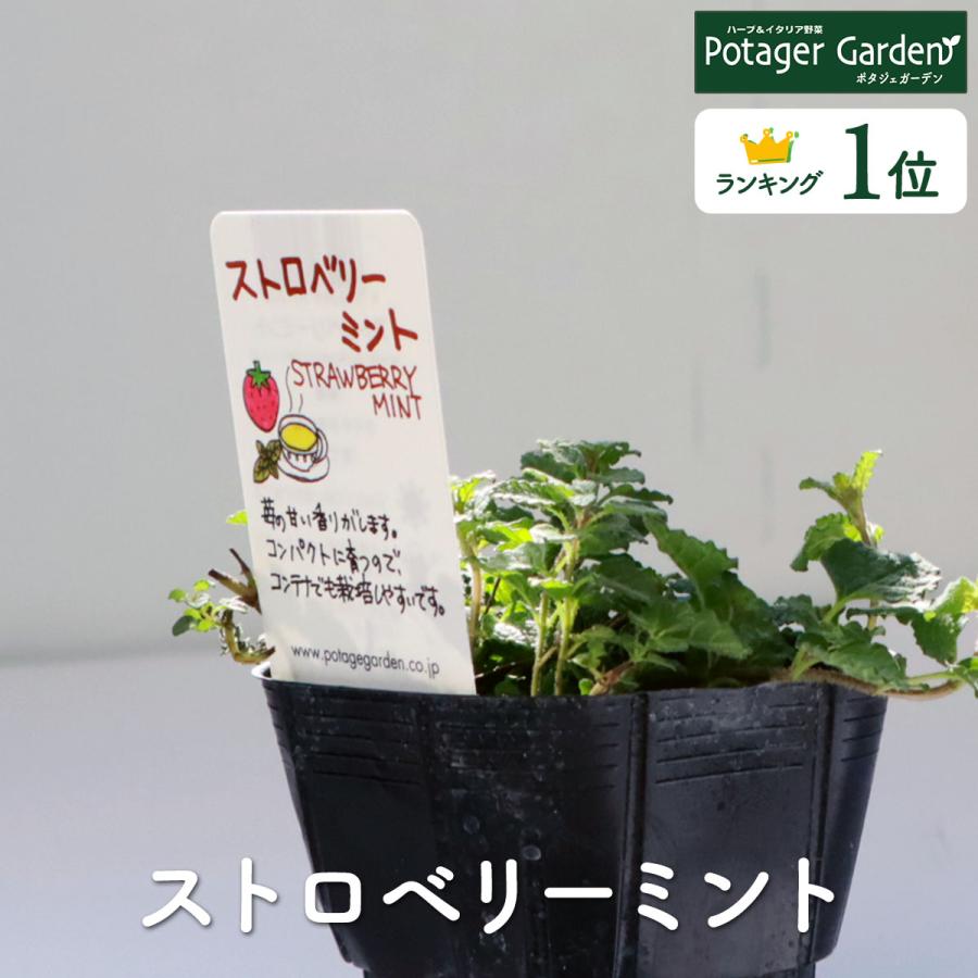 ハーブ 苗 ストロベリーミント イチゴ 苺 ハッカ油 虫除け グリーン 鉢植え 栽培方法 育て方 使い方