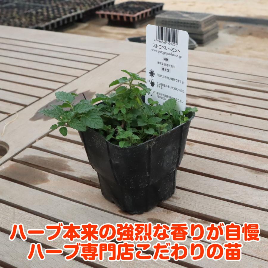 ハーブ 苗 ストロベリーミント イチゴ 苺 ハッカ油 虫除け グリーン 鉢植え 栽培方法 育て方 使い方 選び方 種類 花苗 簡単 Mint Strawberry ハーブ苗のポタジェガーデン 通販 Yahoo ショッピング