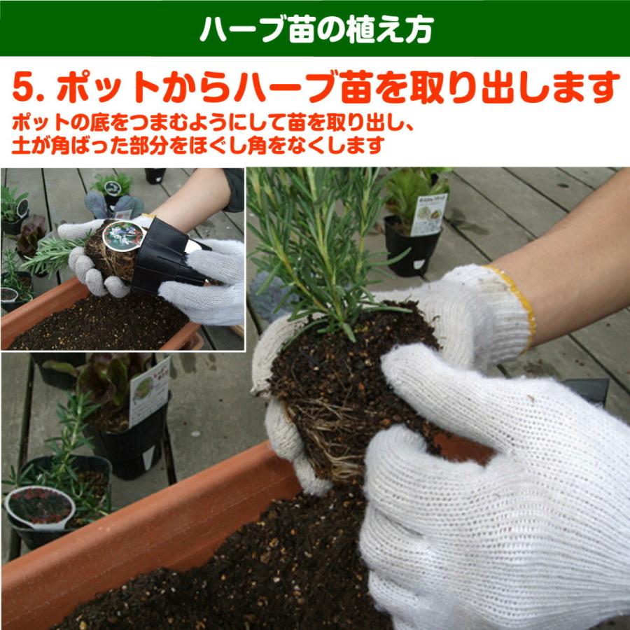 ハーブ 苗 タイミント タイ料理 ハッカ油 虫除け グリーン 正規品スーパーsale 店内全品キャンペーン 鉢植え 栽培方法 プランター 種類 花苗 セット 育て方 簡単 選び方 使い方