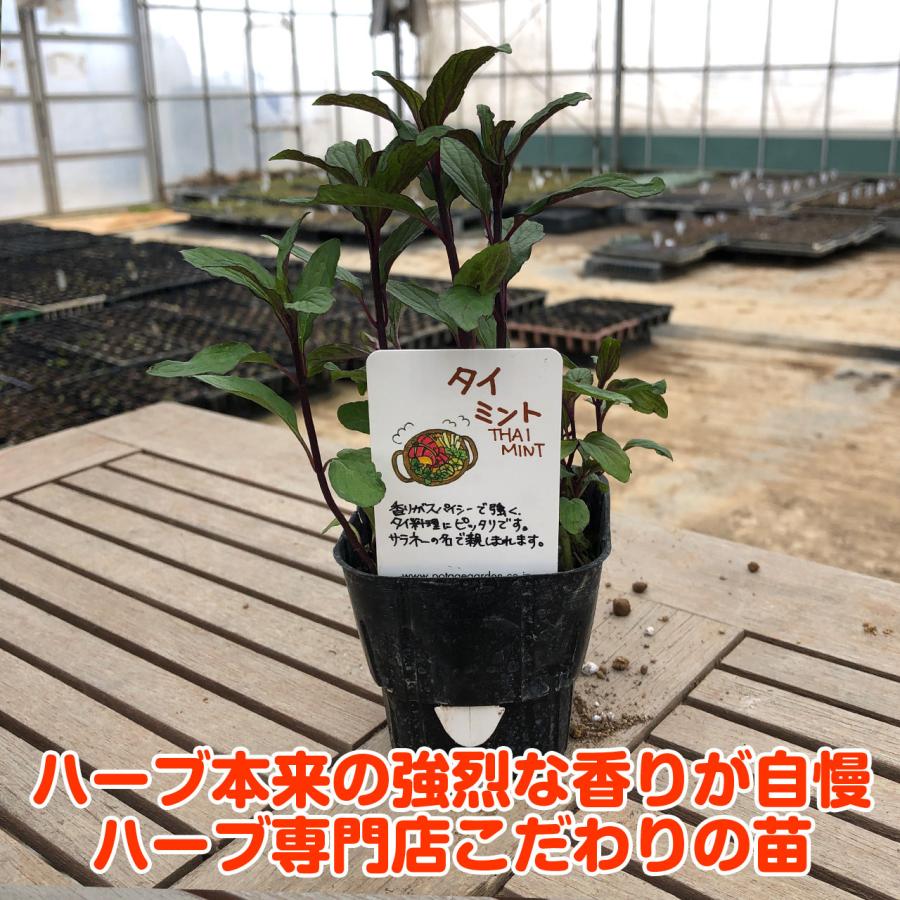 ハーブ 苗 タイミント タイ料理 ハッカ油 虫除け グリーン 鉢植え 栽培方法 育て方 使い方 選び方 種類 花苗 簡単 プランター セット Mint Thai ハーブ苗のポタジェガーデン 通販 Yahoo ショッピング