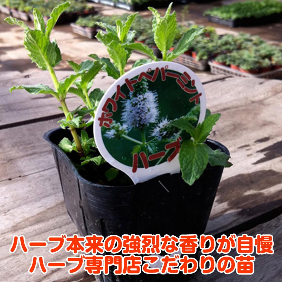 ハーブ 苗 ホワイトペパーミント（種類 栽培 ハーブティー ハーブ