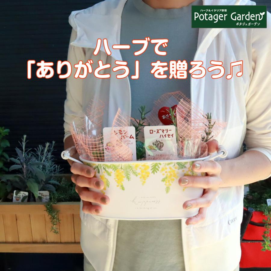 母の日 ギフト ハーブ 苗 ミモザ 可愛い プレゼント おしゃれ 送料無料 実用的 鉢植え 花束 花苗 義母 Mothersday ハーブ苗のポタジェガーデン 通販 Yahoo ショッピング