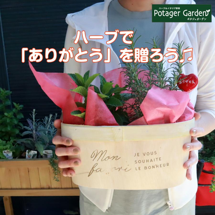 母の日 ギフト ハーブ 苗 4号 ミント ローズマリー 可愛い プレゼント おしゃれ 送料無料 鉢植え 花束 花苗 義母 Mothersday B ハーブ苗のポタジェガーデン 通販 Yahoo ショッピング