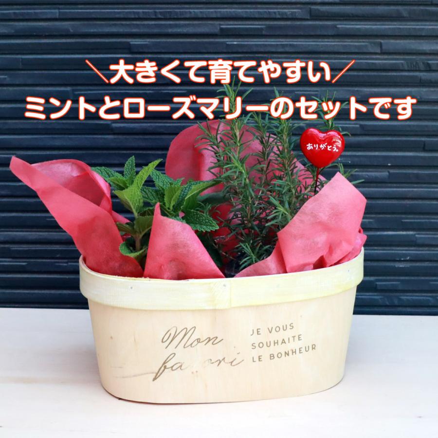 母の日 ギフト ハーブ 苗 4号 ミント ローズマリー 可愛い プレゼント おしゃれ 送料無料 鉢植え 花束 花苗 義母 Mothersday B ハーブ苗のポタジェガーデン 通販 Yahoo ショッピング