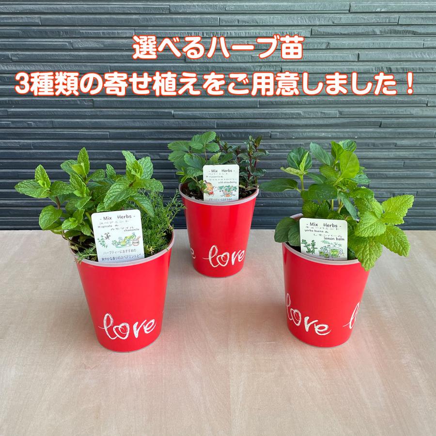 母の日 ギフト ハーブ 苗 寄せ植え（ミント 可愛い プレゼント
