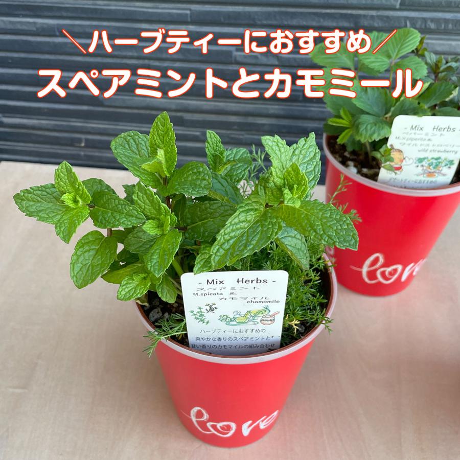 ♡ハーブの寄せ植え♡ 植物苗 ミント ハーブ ② 母の日 ギフト ハーブ 苗 寄せ植え（ミント 可愛い プレゼント
