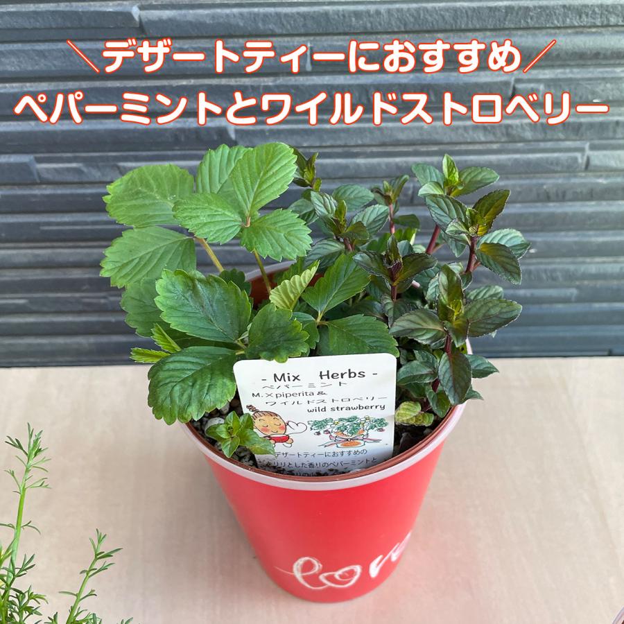 母の日 ギフト ハーブ 苗 寄せ植え（ミント 可愛い プレゼント