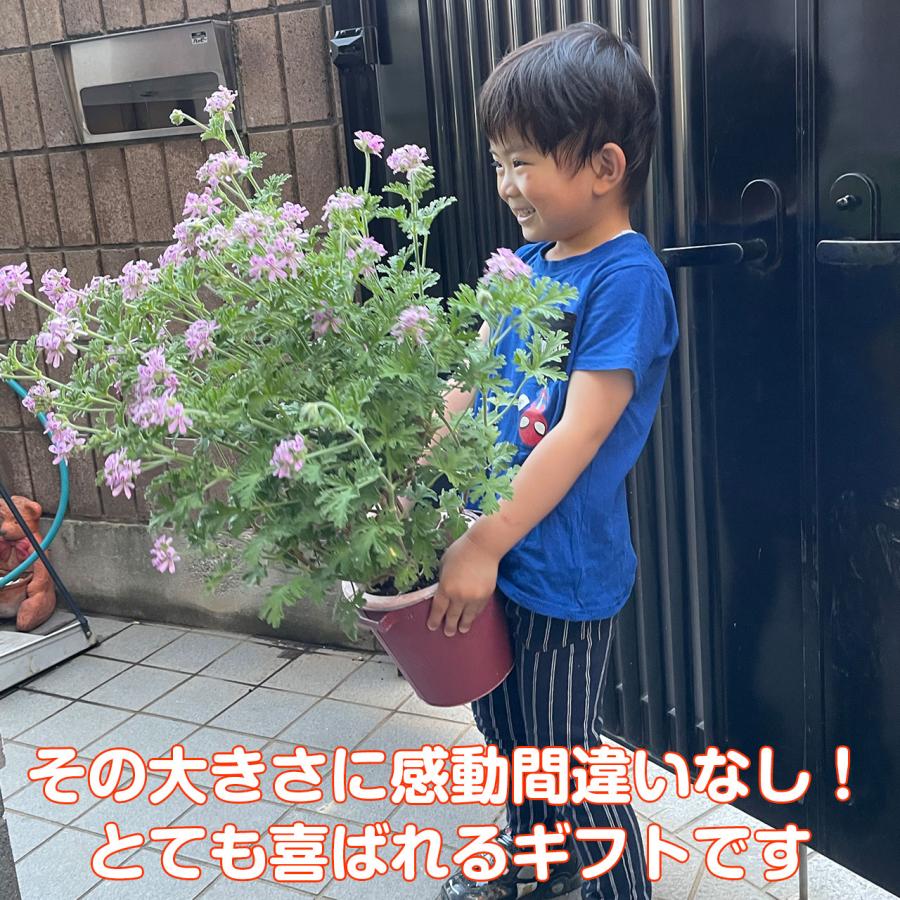母の日 ギフト ハーブ 苗 ローズゼラニウム 大苗 花付き 可愛い プレゼント おしゃれ 送料無料 鉢植え 花束 花苗 義母 Mothersday D ハーブ苗のポタジェガーデン 通販 Yahoo ショッピング