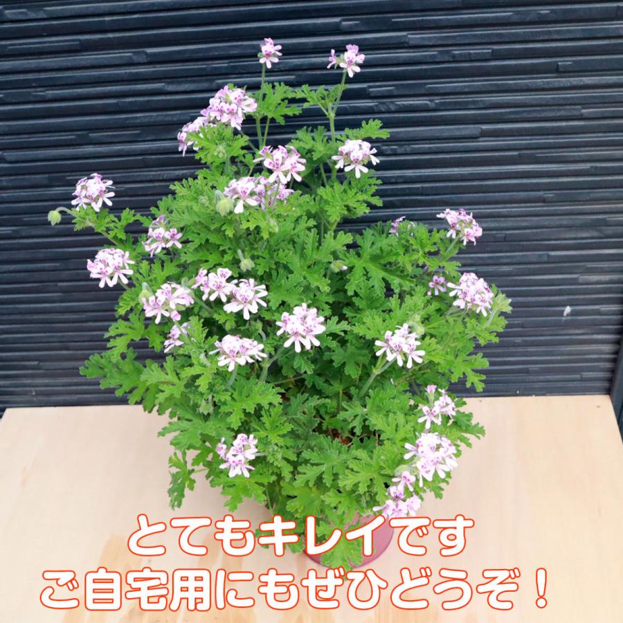 母の日 ギフト ハーブ 苗 ローズゼラニウム 大苗 花付き 可愛い プレゼント おしゃれ 送料無料 鉢植え 花束 花苗 義母 Mothersday D ハーブ苗のポタジェガーデン 通販 Yahoo ショッピング
