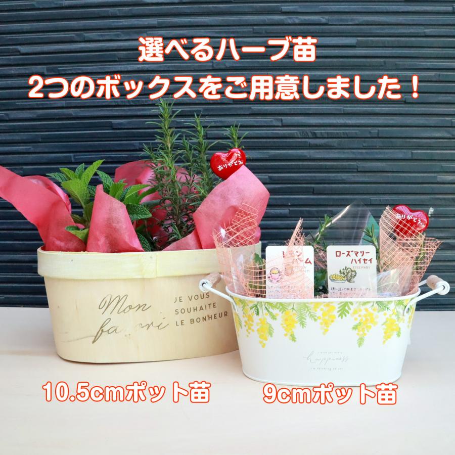 母の日 ギフト ハーブ 苗（ミモザ 可愛い プレゼント おしゃれ 送料