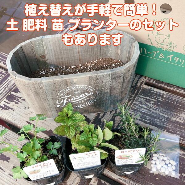 プランター 植木鉢 鉢 おしゃれ 木製 楕円形 大型 スタンド 野菜 ラック オシャレ カバー 屋外 室内 菜園 長方形 ウッドケグオーバルプランター ブラウン のみ Mrt 5418br ハーブ苗のポタジェガーデン 通販 Yahoo ショッピング
