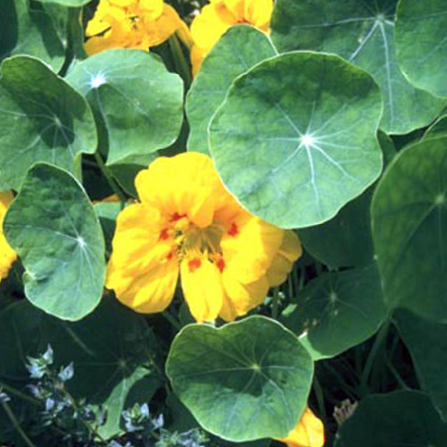 ハーブ 苗 ナスタチュームゴールド ナスタチュウム 種類 栽培 ハーブガーデン ハーブティー 花 ガーデニング 栽培キット Nasturtium Gold ハーブ苗のポタジェガーデン 通販 Yahoo ショッピング
