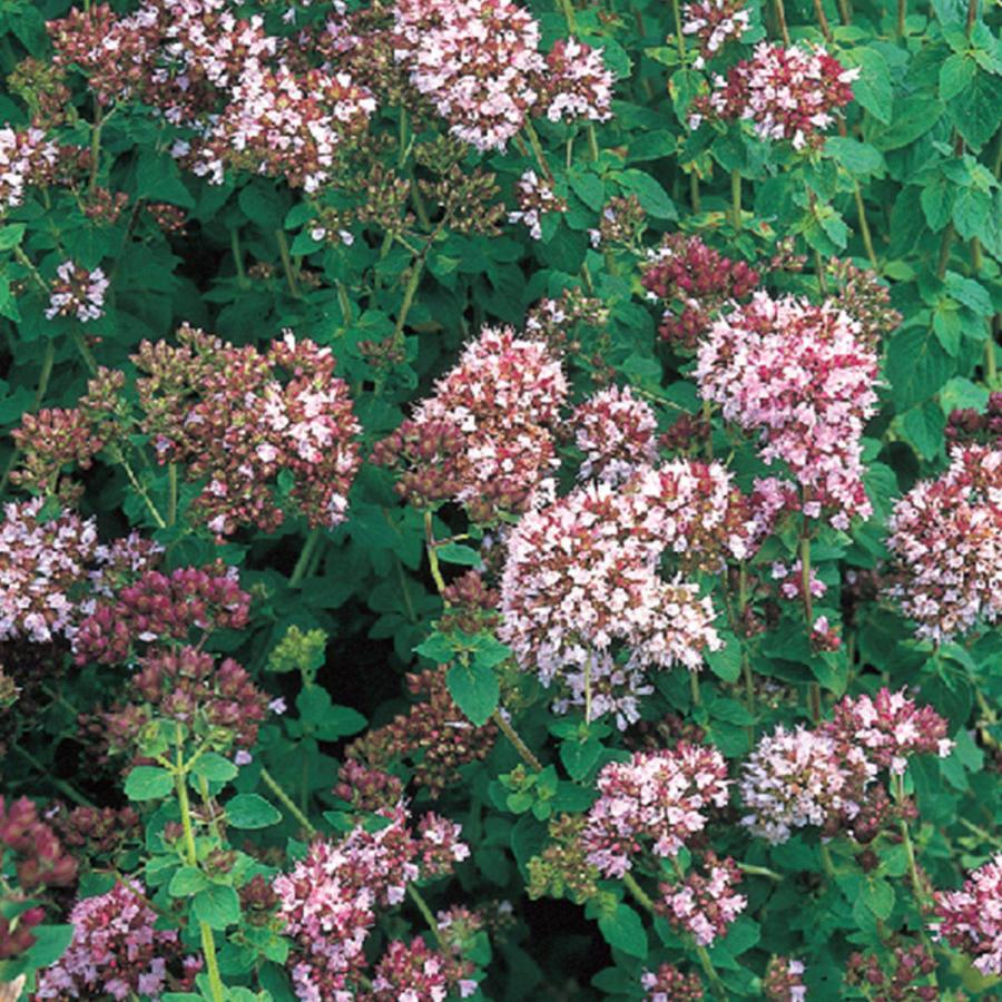 ハーブ 苗 オレガノ 種類 栽培 ハーブガーデン ハーブティー 花 ガーデニング 栽培キット Oregano 1 ハーブ苗のポタジェガーデン 通販 Yahoo ショッピング